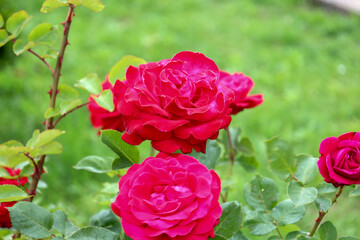 A close-up of vibrant red roses blooming in a garden. The delicate petals unfold, showing the beauty of nature against a soft, blurred green background.