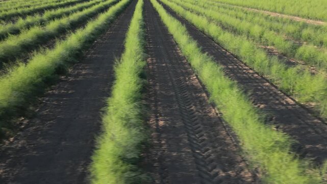 Agricultural field with rows of green dill plants growing in soil under sunlight. Concept of farming, cultivation and food production
