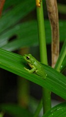 Obraz premium A small green frog on a leaf