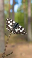Obraz premium Black and white butterfly perched on a twig in a forest