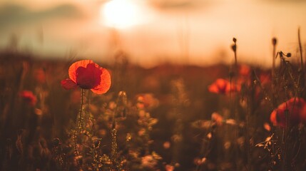remembrance. A vibrant red poppy flower in a sunset-lit field, representing remembrance and natural beauty.