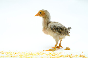 a gray chick isolated on a white background

