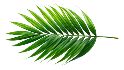 A vibrant green palm frond, sharply detailed,  extends horizontally.  The fronds are pointed and arranged in a symmetrical pattern