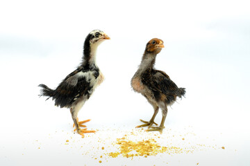 a group of chicks isolated on white background