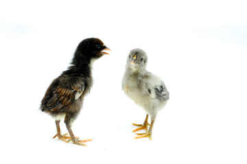 a group of chicks isolated on white background