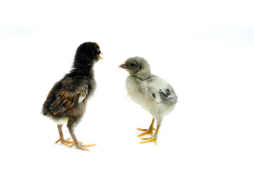 a group of chicks isolated on white background