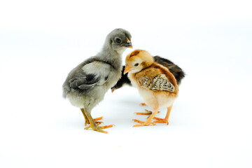 a group of chicks isolated on white background
