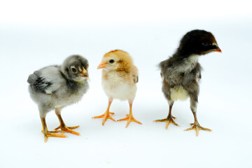 a group of chicks isolated on white background
