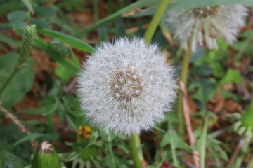 Obraz premium 日本の春の野原に咲くタンポポの白い綿毛