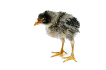 a sick chick isolated on white background