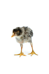 a sick chick isolated on white background