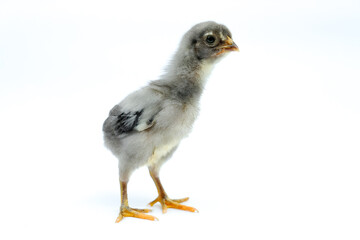 a gray chick isolated on a white background

