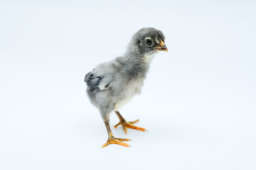 a gray chick isolated on a white background

