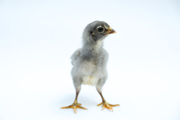 a gray chick isolated on a white background

