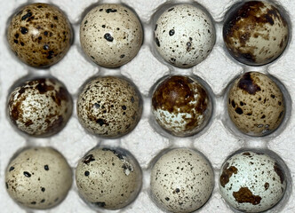 Obraz premium Fresh quail eggs in a tray top view on a wooden table ready for sale. Quail eggs arranged on the egg tray. Raw quail eggs on a culinary background. The concept of proper nutrition, healthy lifestyle. 