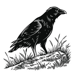Intense black raven perched on a grassy mound, observing with keen focus.