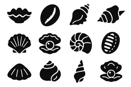 Clam vector reef chiton pearl icon icons coral conch oyster shell turban