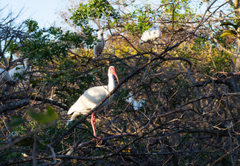 アメリカ、フロリダ州の川岸の木の上で留まるシロトキ