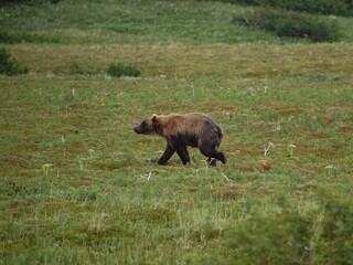 brown bear on the meadow