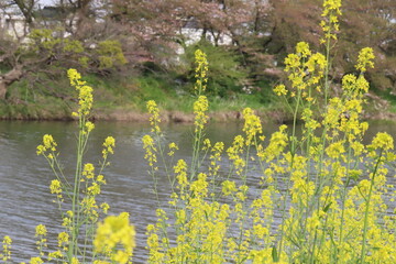 日本の春の川沿いに咲く黄色い菜の花