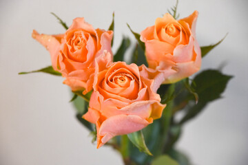 オレンジ色のばら