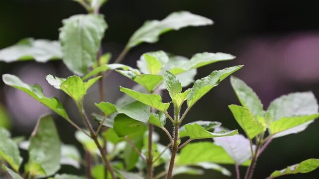 Close up basil leaves, Fresh holy basil leaves and green background