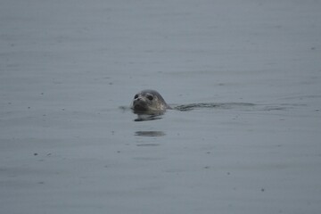 Fototapeta premium sea-otter swimming 