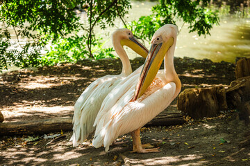 Two great white pelicans standing near water and resting in natural environment