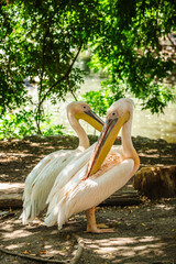 Two great white pelicans resting on the ground in natural habitat with green foliage background
