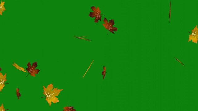 Flying autumn maple leaves falling on green screen.