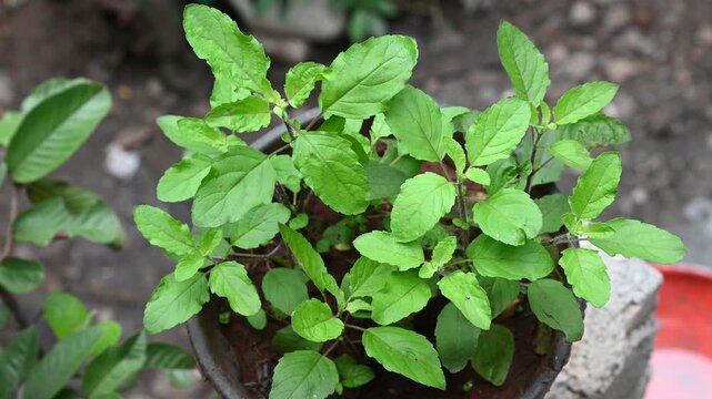 Close up basil leaves, Fresh holy basil leaves and green background