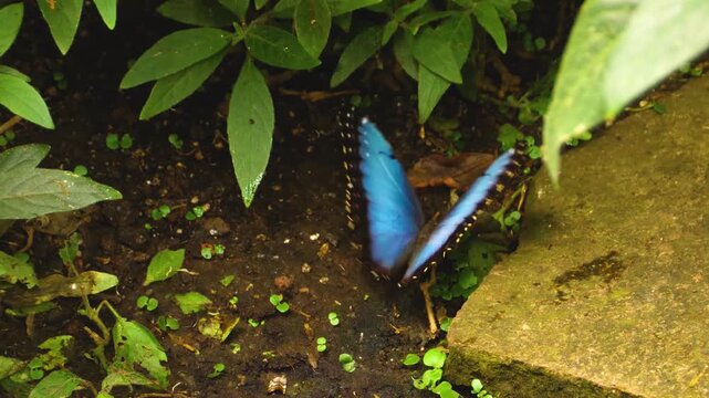 A blue morpho butterfly is sitting on the ground slightly moving its wings