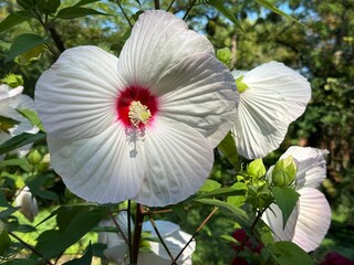 Hibiscus moscheutos, the rose mallow, swamp rose-mallow, crimsoneyed rosemallow, eastern rosemallow flowering plant. © OLENA LIALINA