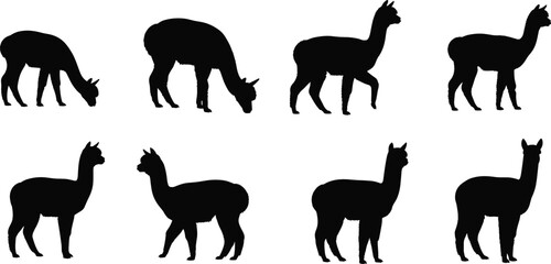 Alpaca silhouette collection, black vector llamas in various poses, farm animal clipart, wildlife art, grazing and standing llamas