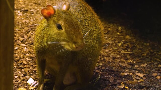 Close up of agouti head looking around on a cloudy day