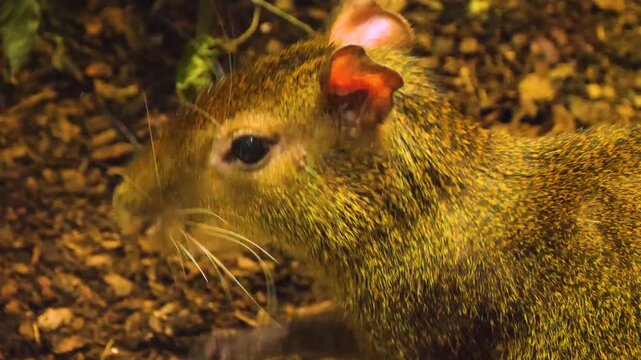 Close up of agouti head looking around on a cloudy day