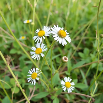 Northern Fleabane (Erigeron strigosus). Habit