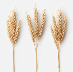 Three wheat stalks on white background