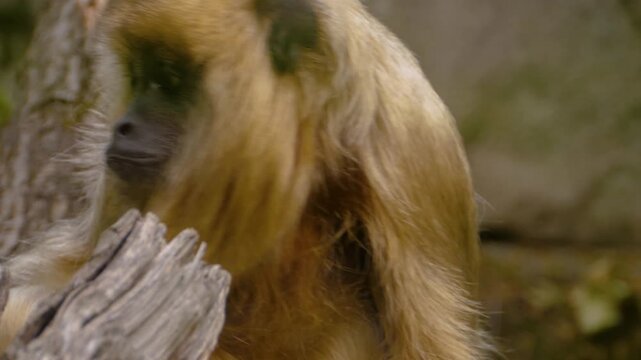 Close up of a howler monkey head looking around on  a sunny day