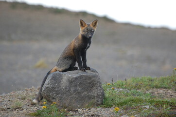 red fox vulpes
