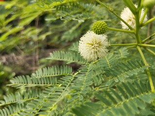 Close up of Leucaena flowers (Leucaena leucocephala) in outdoor garden
