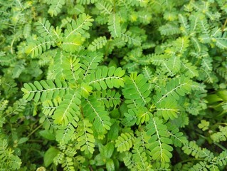Phyllanthus urinaria or meniran plant with top view angle setup. Herb medicine plant	