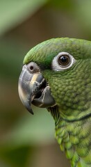 Fototapeta premium Close-up of a vibrant green parrot's head and beak, showcasing intricate feather details and a focused eye.