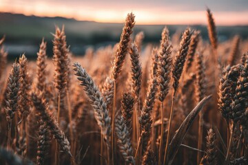 Fototapeta premium Golden wheat field at sunset
