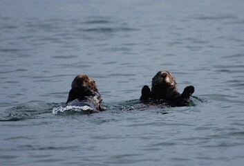 Obraz premium sea-otters lions swimming