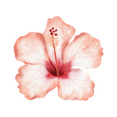Pastel red hibiscus watercolor illustration isolated on white. Realistic tropical flower in botanical style. Hand drawn Hawaiian blooming plant clip art for summer exotic wedding designs