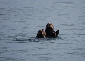 Fototapeta premium sea-otters in the water