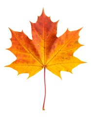 Fototapeta premium Autumn Maple Leaf Isolated White Background