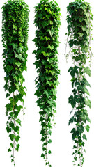 Three thick, vibrant green ivy strands cascade downwards