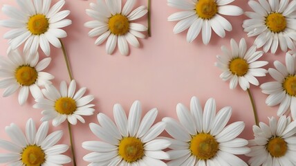 Obraz premium White daisy chamomile flowers on pale pink background. Creative lifestyle, summer, spring concept. Copy space, flat lay, top view